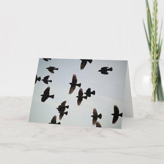 Merci pour les ailes (Devant)