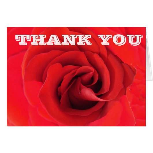 Merci Rose rouge Fleur Gros plan Photo Floral (Devant horizontal)