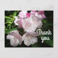 Merci Sakura Fleur de Cerisier #2 Carte Postale