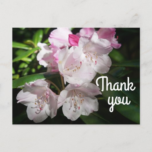 Merci Sakura Fleur de Cerisier #2 Carte Postale (Devant)