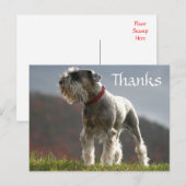 Merci Schnauzer Puppy Chien Grey Carte Postale (Devant / Derrière)