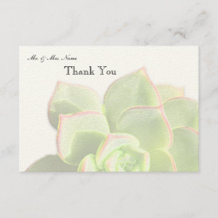 Merci succulent vert translucide