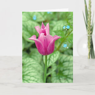 Merci Tulipe Rose