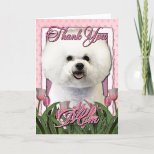 Merci - tulipes roses - Bichon Frise