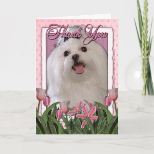 Merci - tulipes roses - maltais (Devant)