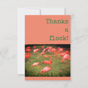 Merci un troupeau ! Carte de remerciement Flamant 