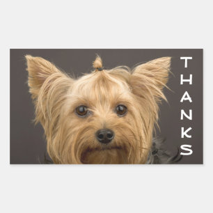 Merci Yorkshire Stickers Chien Chien Chien Puppy T