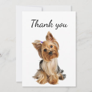 Merci Yorkshire Terrier Yorkie Chien Animal animal