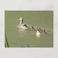 Mère Canard avec Young do-it-yourself carte postal
