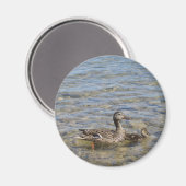 Mère canard et aimant bébé (Recto/Verso)