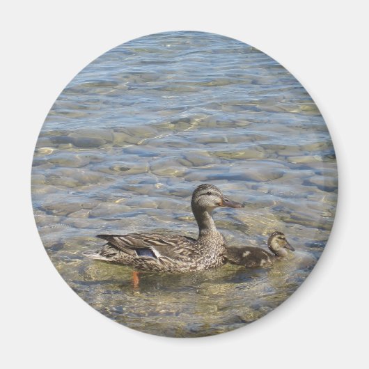 Mère canard et aimant bébé (Devant)