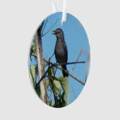 Mère Catbird collecte des baies à son alimentation (devant)