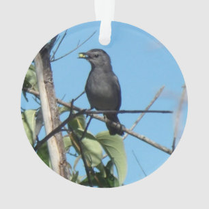 Mère Catbird collecte des baies à son alimentation