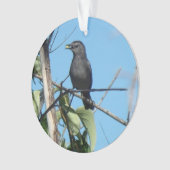 Mère Catbird collecte des baies à son alimentation (devant)