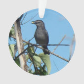 Mère Catbird collecte des baies à son alimentation (devant)