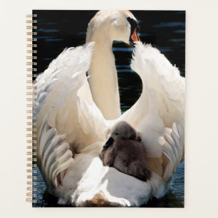Mère Cygne avec Cygnets (cygnes bébés)