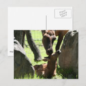 Mère elfe embrasse carte postale bébé (Devant / Derrière)