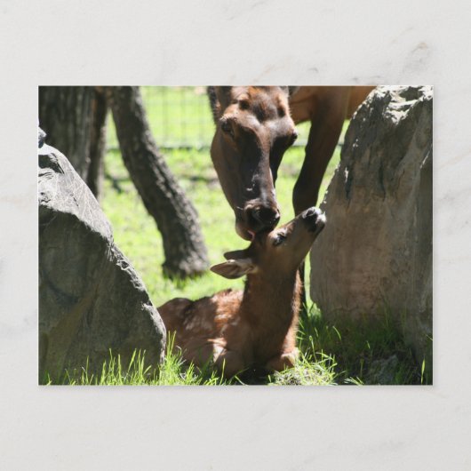 Mère elfe embrasse carte postale bébé (Devant)