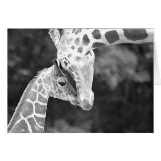 Mère et bébé câlin Giraffe.