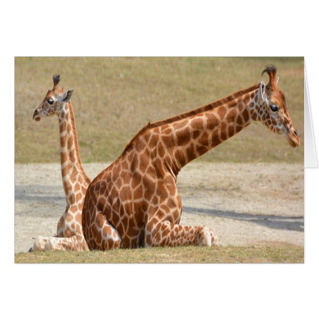 Mère Et Bébé Giraffe (Devant Horizontal)