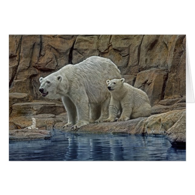 Mère et CUB d'ours blanc (Devant horizontal)