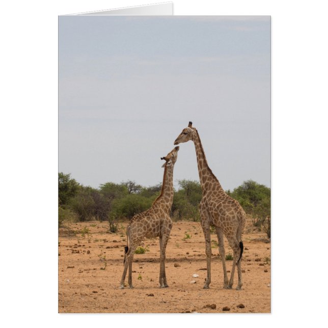 Mère et petite girafe (Devant)