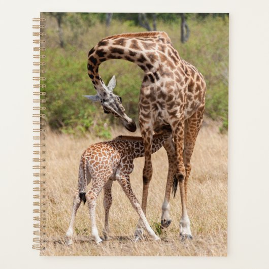 Mère girafe et bébé au Kenya (Devant)