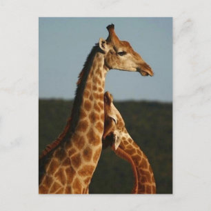 Mère Giraffe et sa carte postale bébé