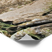 Mère Loup avec 2 Cubs Poster (Coin)