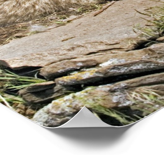 Mère Loup avec 2 Cubs Poster (Coin)