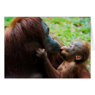 Mère orang-outan et bébé