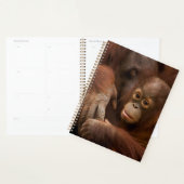 Mère orang-outan et bébé au zoo (Devant avec enveloppe)