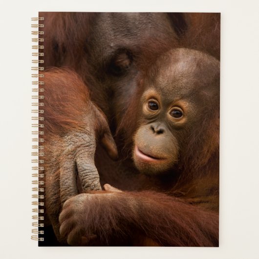 Mère orang-outan et bébé au zoo (Devant)