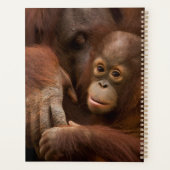 Mère orang-outan et bébé au zoo (Dos)