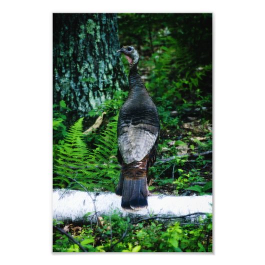 Mère Turquie photo (Devant)