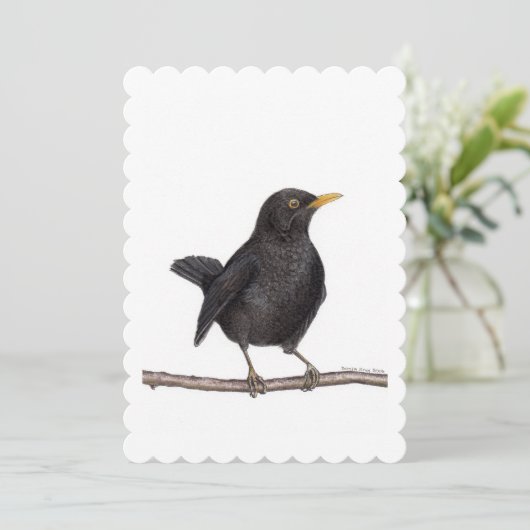 merel (Turdus merula) Kaart (Staand voorkant)