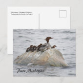 Merganser et poussins, carte postale du nord du Mi (Devant / Derrière)