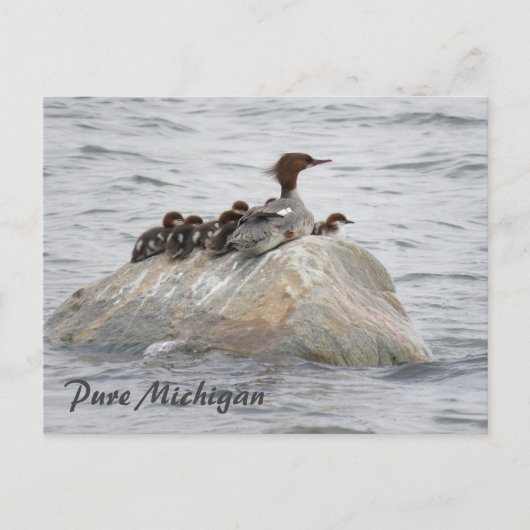 Merganser et poussins, carte postale du nord du Mi (Devant)