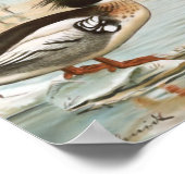 Mergansers vogelillustratie poster (Hoek)