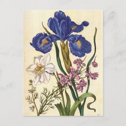 Merian Floral Art Briefkaart (Voorkant)