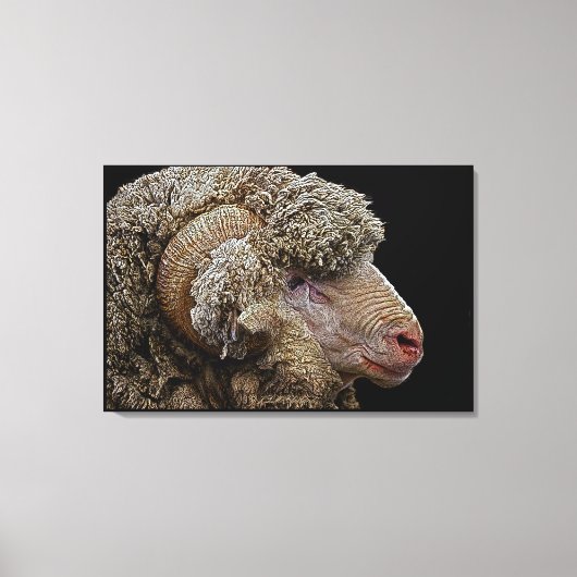 Merino-schaap Canvas Afdruk (Voorkant)