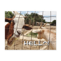 Merkwaardige geit - Briefkaart