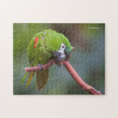 Merkwaardige Hahn's Mini Macaw / Macaw op roodscho Legpuzzel (Horizontaal)