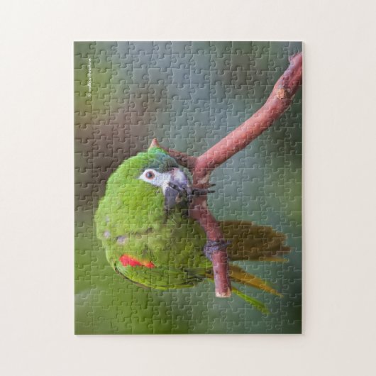 Merkwaardige Hahn's Mini Macaw / Macaw op roodscho Legpuzzel (Verticaal)