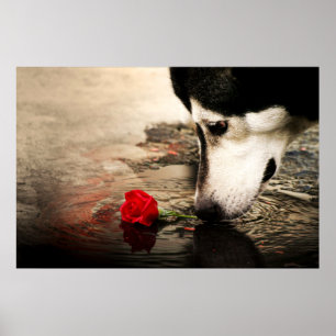 Merkwaardige hond en rode Rose Poster
