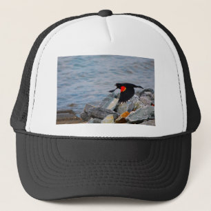 Merle à ailes rouges - casquette