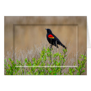 Merle à ailes rouges - COLLECTION de MARÉCAGES -
