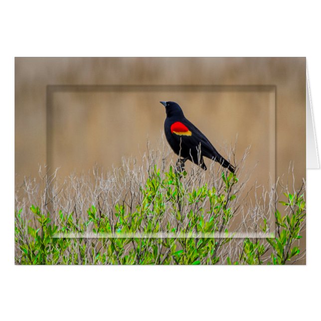 Merle à ailes rouges - COLLECTION de MARÉCAGES - (Devant horizontal)