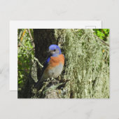 Merlebleue de l'Ouest, faune, carte postale (Devant / Derrière)