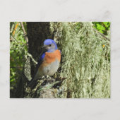 Merlebleue de l'Ouest, faune, carte postale (Devant)